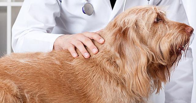 狗狗长肿块硬块 会是恶性肿瘤吗 主人要注意肿瘤可能会恶化 狗狗 脂肪瘤