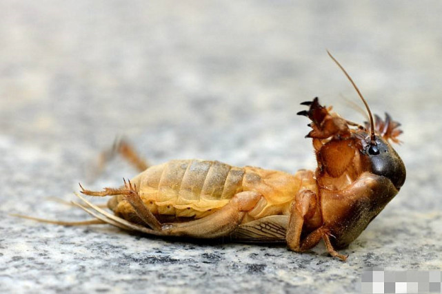 农村的蝼蛄可以吃么?对身体有什么影响?城里卖到80一斤合理么