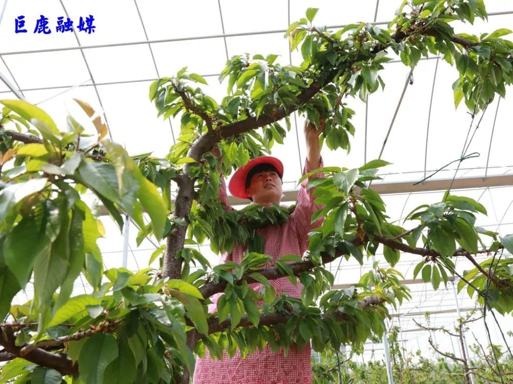 鉅鹿縣巨成農業農工正在修剪櫻桃樹