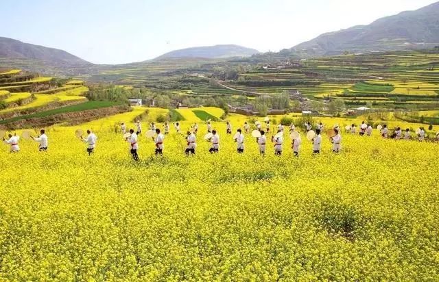 武山油菜花海图片