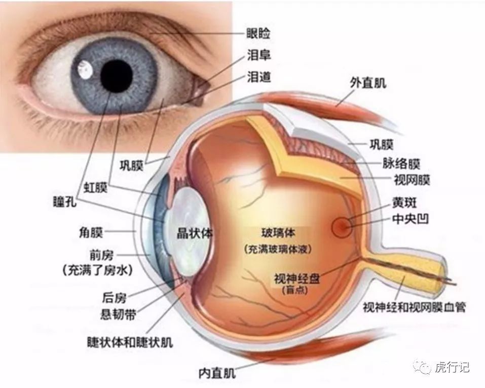 眼睛的整体结构 您了解多少 腾讯新闻