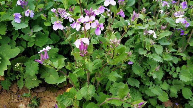 农村一种紫色野花 常被当观赏植物 却少有人知道它能吃 别错过 野菜 诸葛菜 农村
