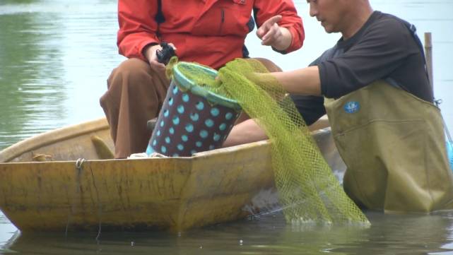 养虾大哥有高招,他加工的地笼能省不少事!"捕虾神器"5年不坏