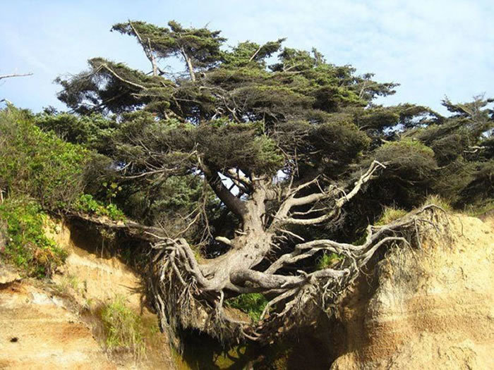 奇迹!全球生命力最强的树,挂在两山中间,无土却能活几百年