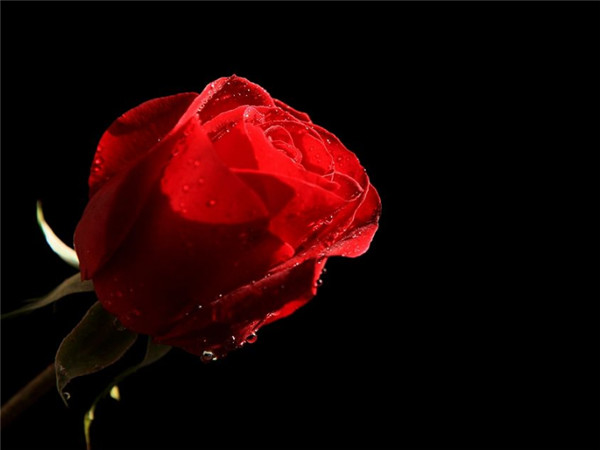 三月下旬花儿争相斗艳 3星座喜提真爱 幸福美满 摩羯座 星座 狮子座 金牛座 桃花