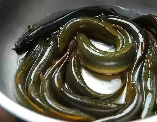 张家界人常抓来吃的这种鱼,竟然是水中人参!