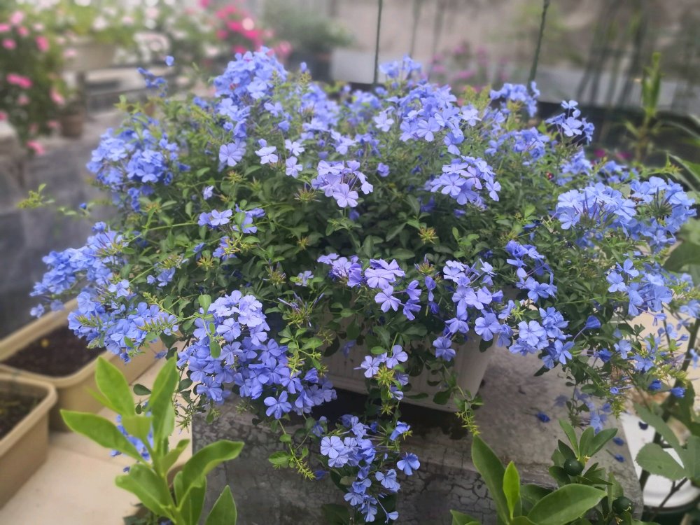 喜歡養花不如養盆藍雪花花期超長藍色花朵爆牆似瀑布