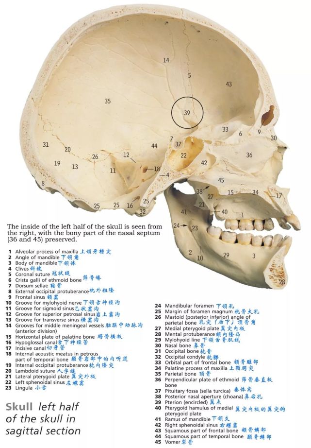 血管:顱底肌肉附著點:主要腦顱骨分別展示:額骨(frontal bone):篩骨