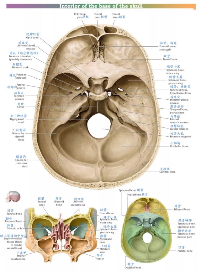 附著點:主要腦顱骨分別展示:額骨(frontal bone):篩骨:蝶骨:顳骨:枕骨