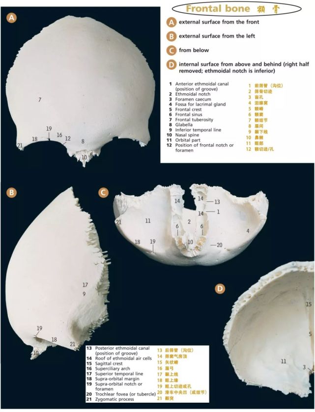 篩骨:蝶骨:顳骨:枕骨:本文圖片來源:head, neck, and neuroanatomy 2e