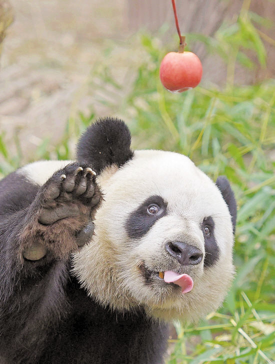 熊猫:你才是虚胖