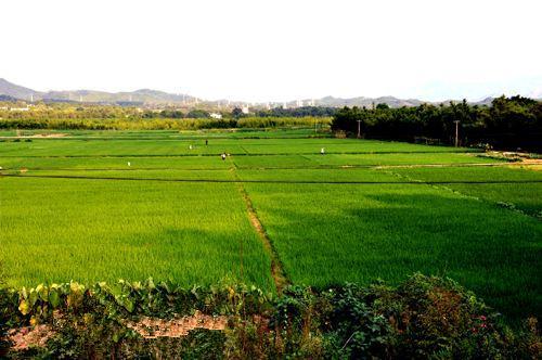 一亩地到底有多大,是多少平方米?没弄明白