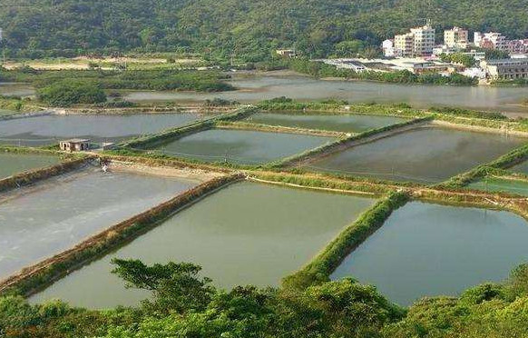 在农村承包鱼塘养鱼,为何养殖户要往鱼塘里扔一些树枝?涨知识了