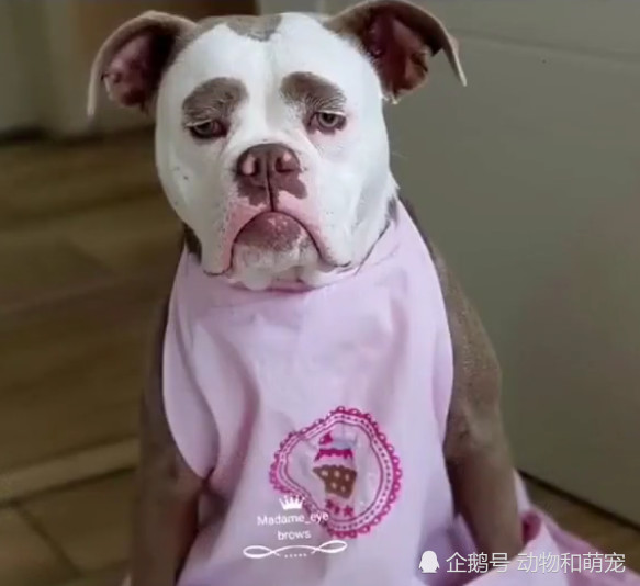 最良かつ最も包括的な眉毛犬