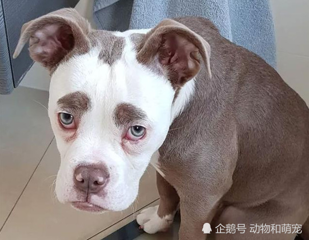 斗牛犬因眉毛意外走红 被称为最 丧 狗狗 被它萌翻了 拉布拉多犬 法国斗牛犬 狗狗