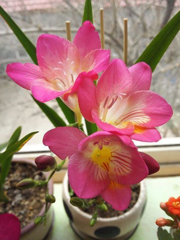 腾讯内容开放平台