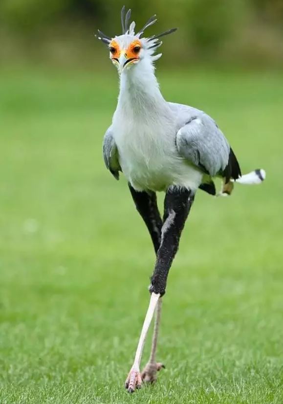 它明明有翅膀却要行走一双大长腿鹤立鸡群图