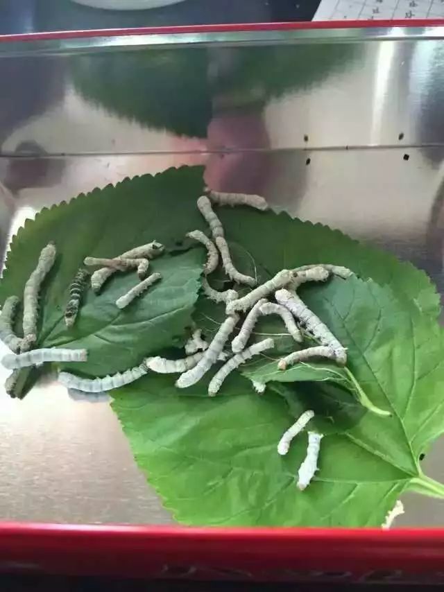 企鹅号