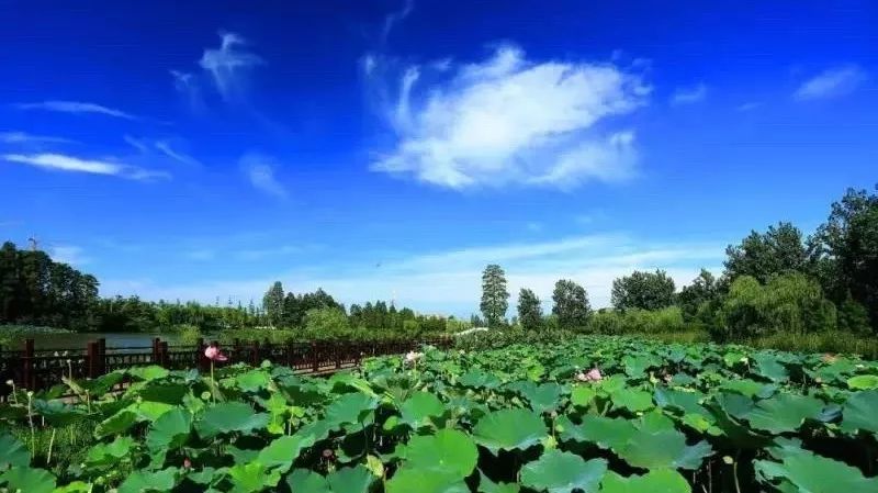 环荆州古城国家湿地公园@您,快来这样保护ta