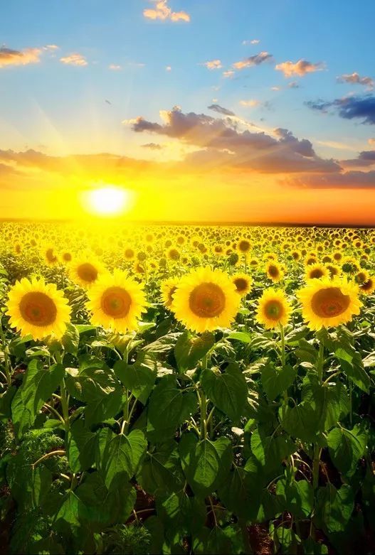 向日葵我不是一直向阳及面朝大海却并不春暖花开的沙漠