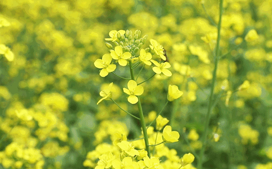 房山天开花海油菜花图片