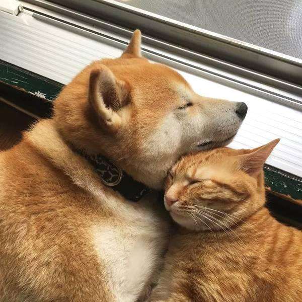 这只橘猫和柴犬爆红,和和美美在一起,网友:这就是爱情