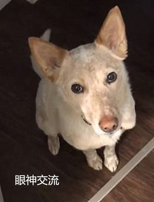 狗狗安静坐在门口,小心翼翼用眼神打暗号,主人回头看一眼就懂了