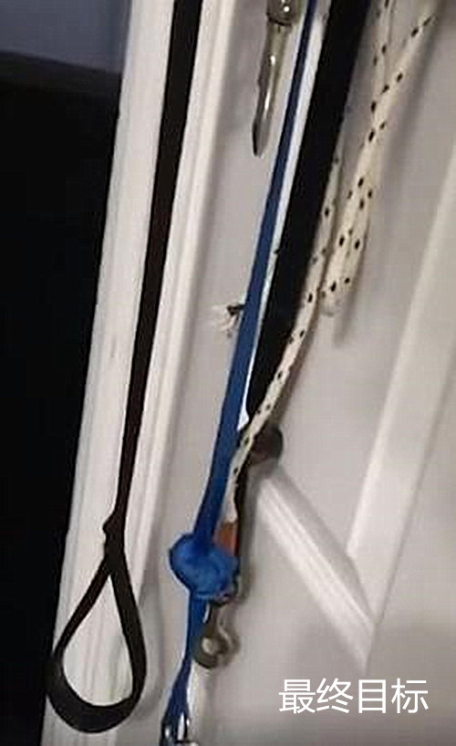 狗狗安静坐在门口,小心翼翼用眼神打暗号,主人回头看一眼就懂了