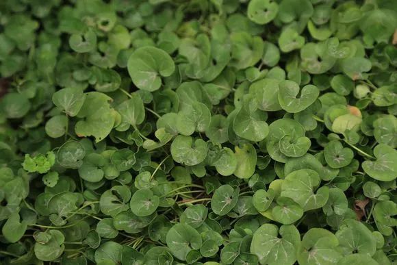 金钱草(金钱草怎么养得好)