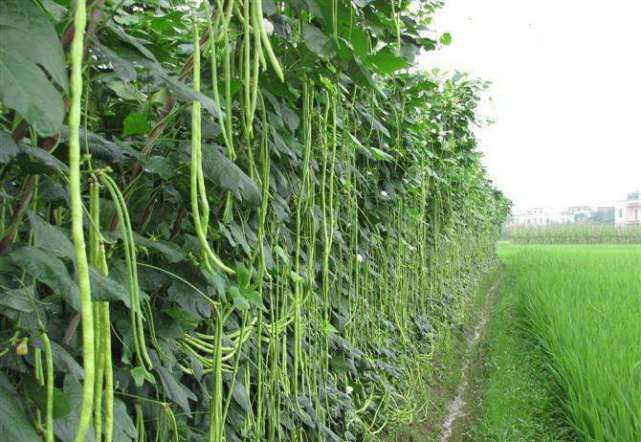 农民菜园常见蔬菜 亩产4000斤 亩赚3000元 为何农民不种 农民 蔬菜 豇豆 菜园