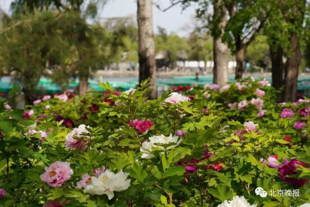 北京人四月正好这份北京赏花时间表您收好