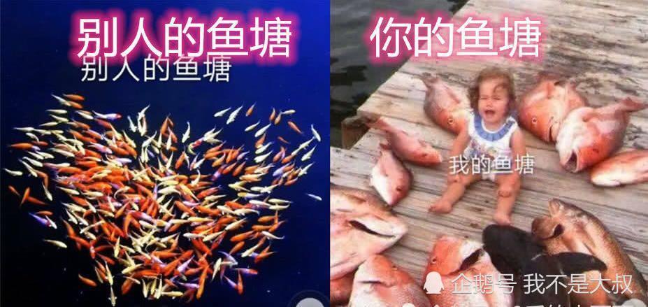 同样是鱼塘,别人的vs你的,跳进你鱼塘,网友:做我自己的海王