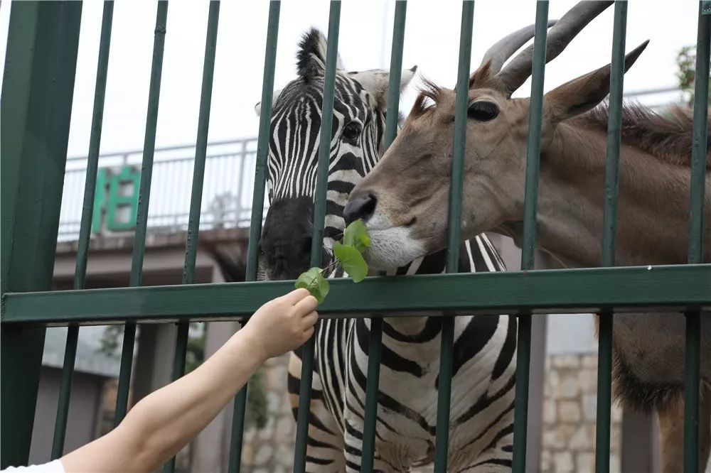 地津津有味雀躍而歡喜柏樂園的鳥類動物同樣繁多給人帶來別樣的驚喜