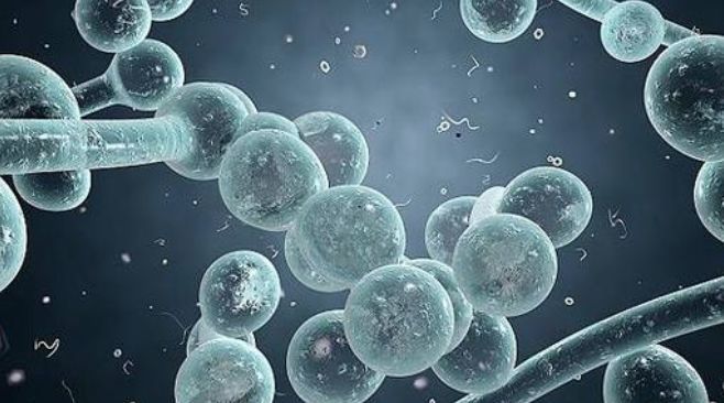 被美国列为紧急威胁的超级真菌,会在中国爆发