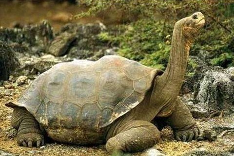动物寿命排行榜:乌龟仅排第四,第一名甚至