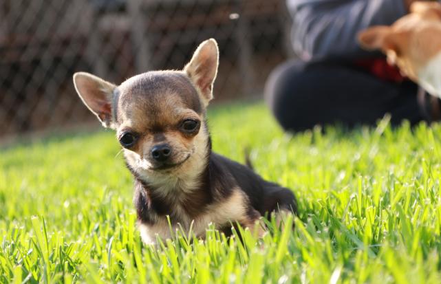 吉娃娃犬,像小精灵一样的狗狗