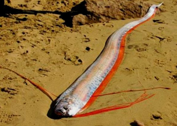 "海龙王"出海巡游,不慎被冲到沙滩上,引来游客集体围观