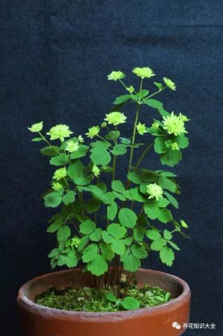 既可盆栽观赏 又能败毒抗癌 厉害了 我的花