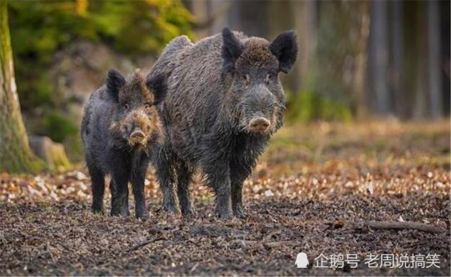东北山野猪最大长到多少斤 企业官网