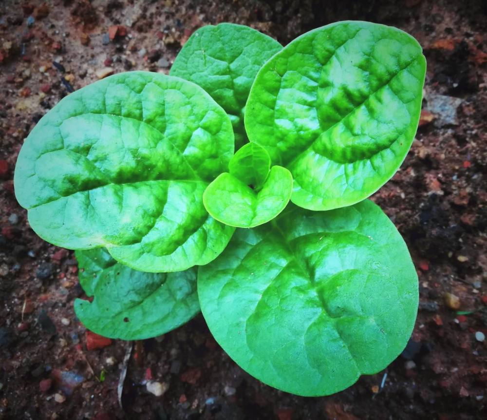 这三种"懒人菜",现在种正好,农村人经常吃,你家种过吗