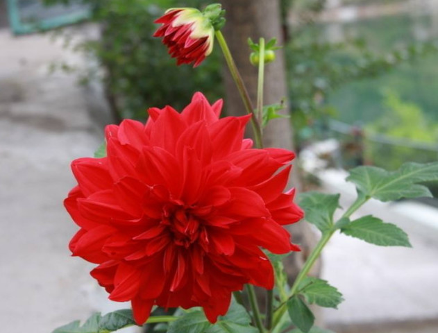 这 3种花 现在养准没错 花期特别长 阳台变 花海 真漂亮