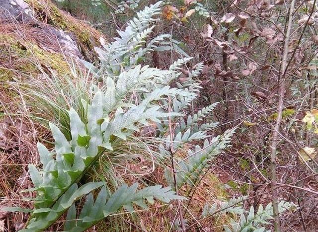 农村一种"飞来姜",长得奇怪,泡酒却有妙用,遇见了不妨挖回家