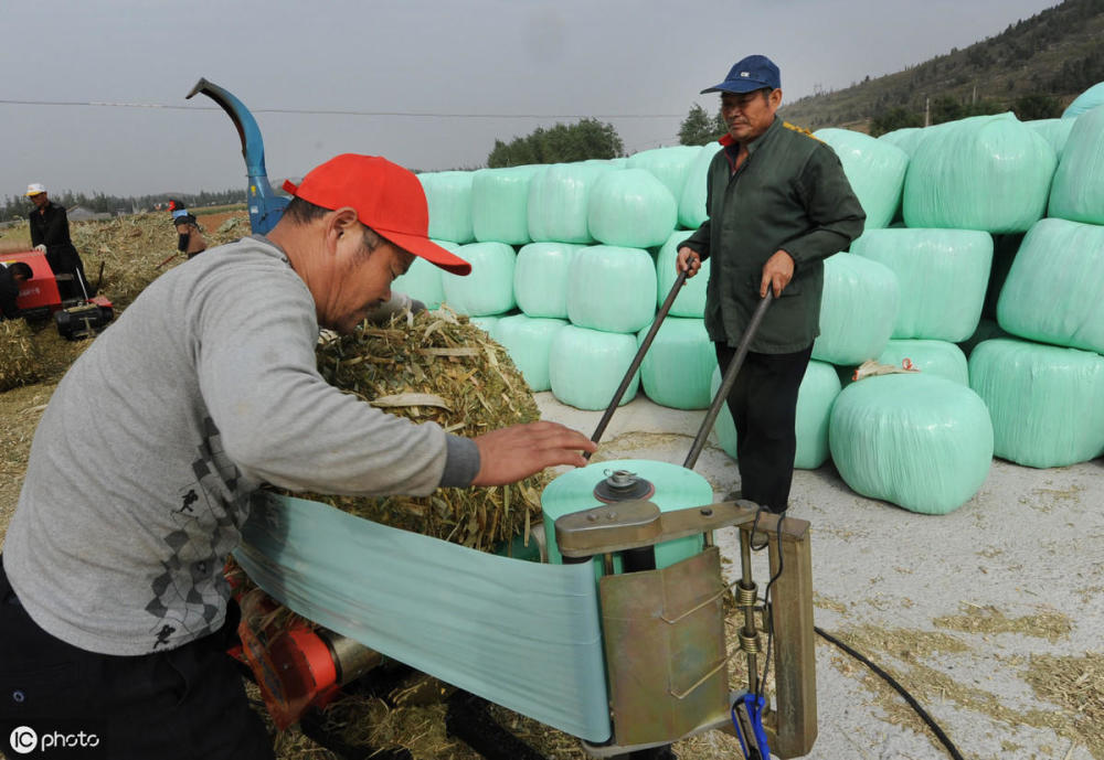 苜蓿,苜蓿草,家畜,牧草,饲料,瘤胃,青贮,鼓胀