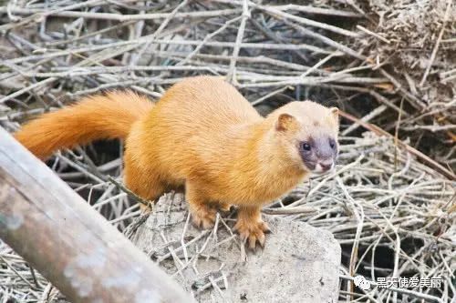 为啥老人常说黄鼠狼杀不得?不止是迷信,科学家道出真实内幕