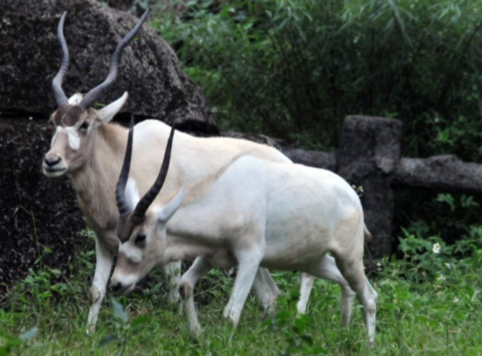草食性弓角羚羊几乎一生都不喝水,水份都自摄食植物中获取