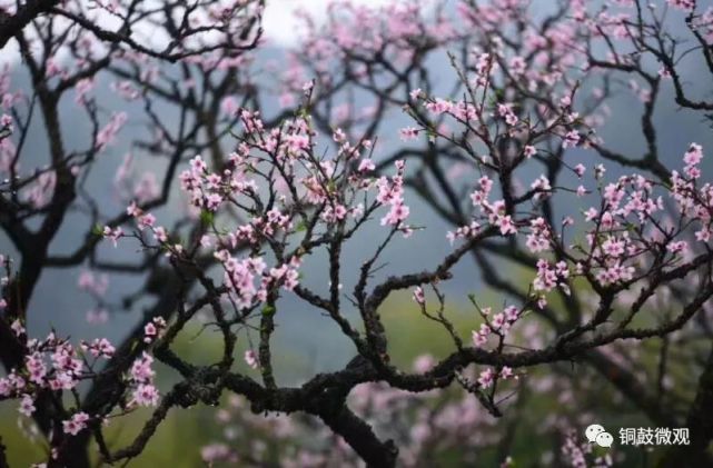 四月末端 山中那一树桃花