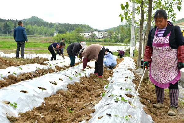 又见春季深耕厚植时