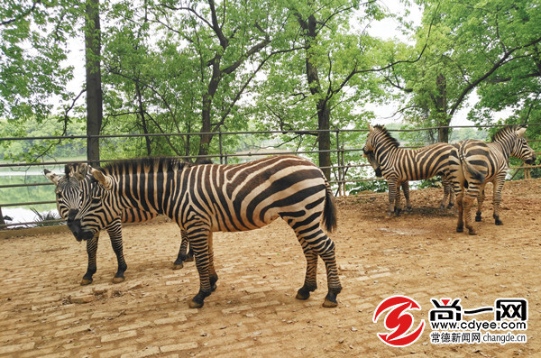 常德漢壽野生動物園預計明年10月開園