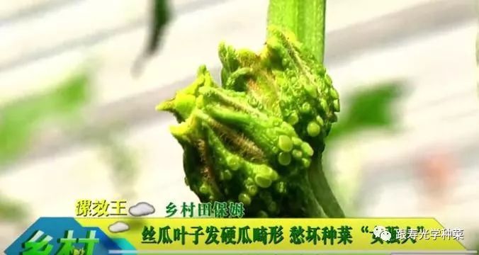 薊馬,壽光,菜農,蔬菜,王金玲