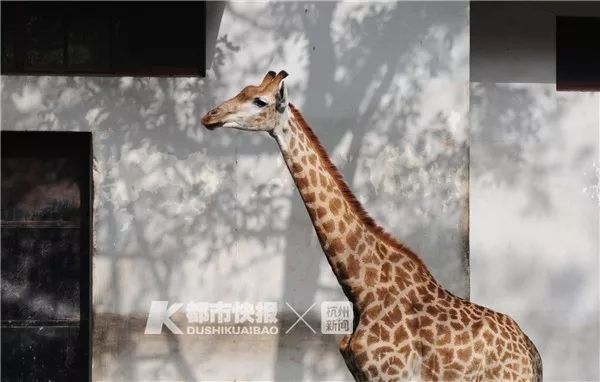 长颈鹿可能会悄无声息地灭绝?